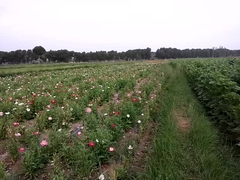 M6A PRO AG ドローン